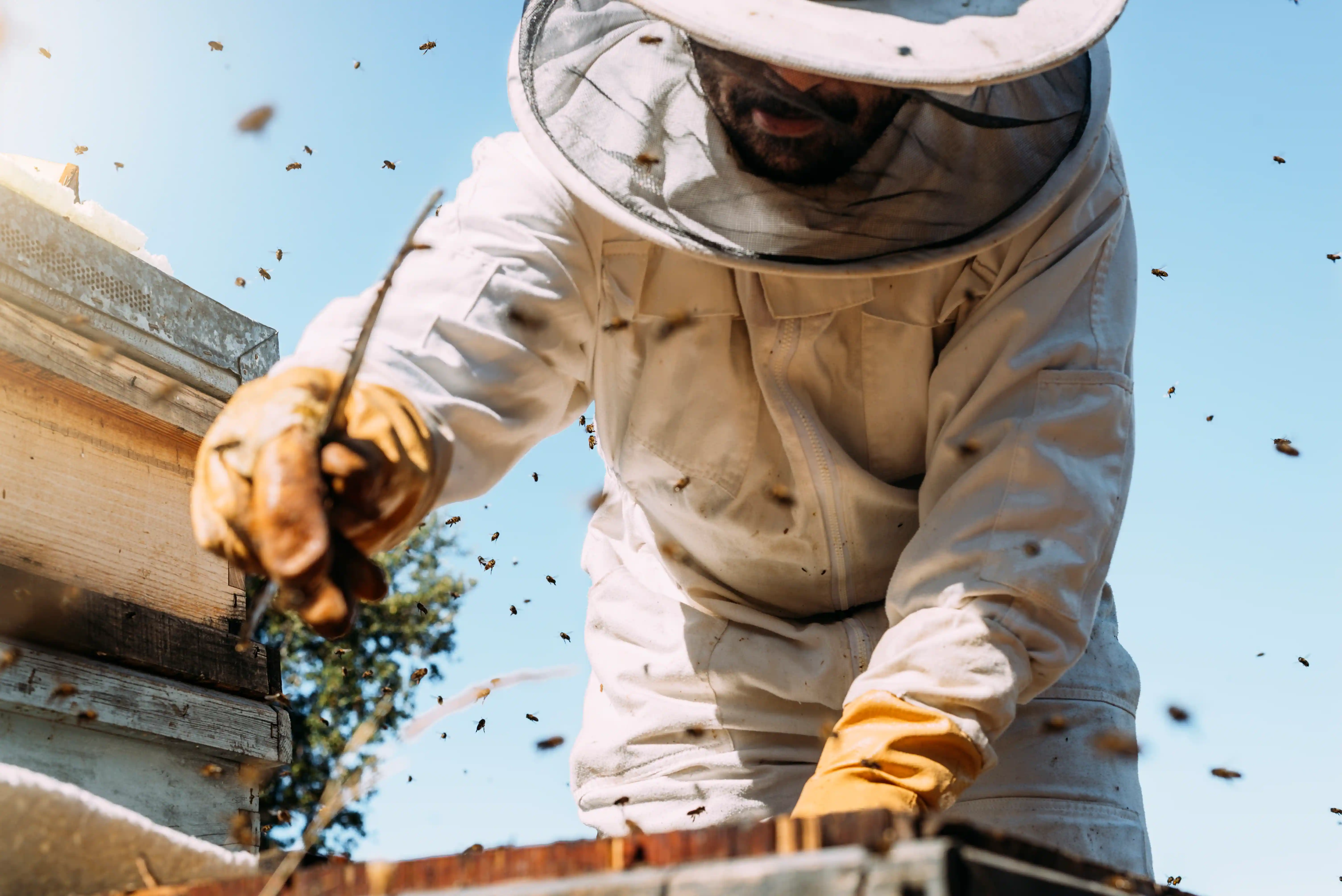 Honeycomb being removed from home