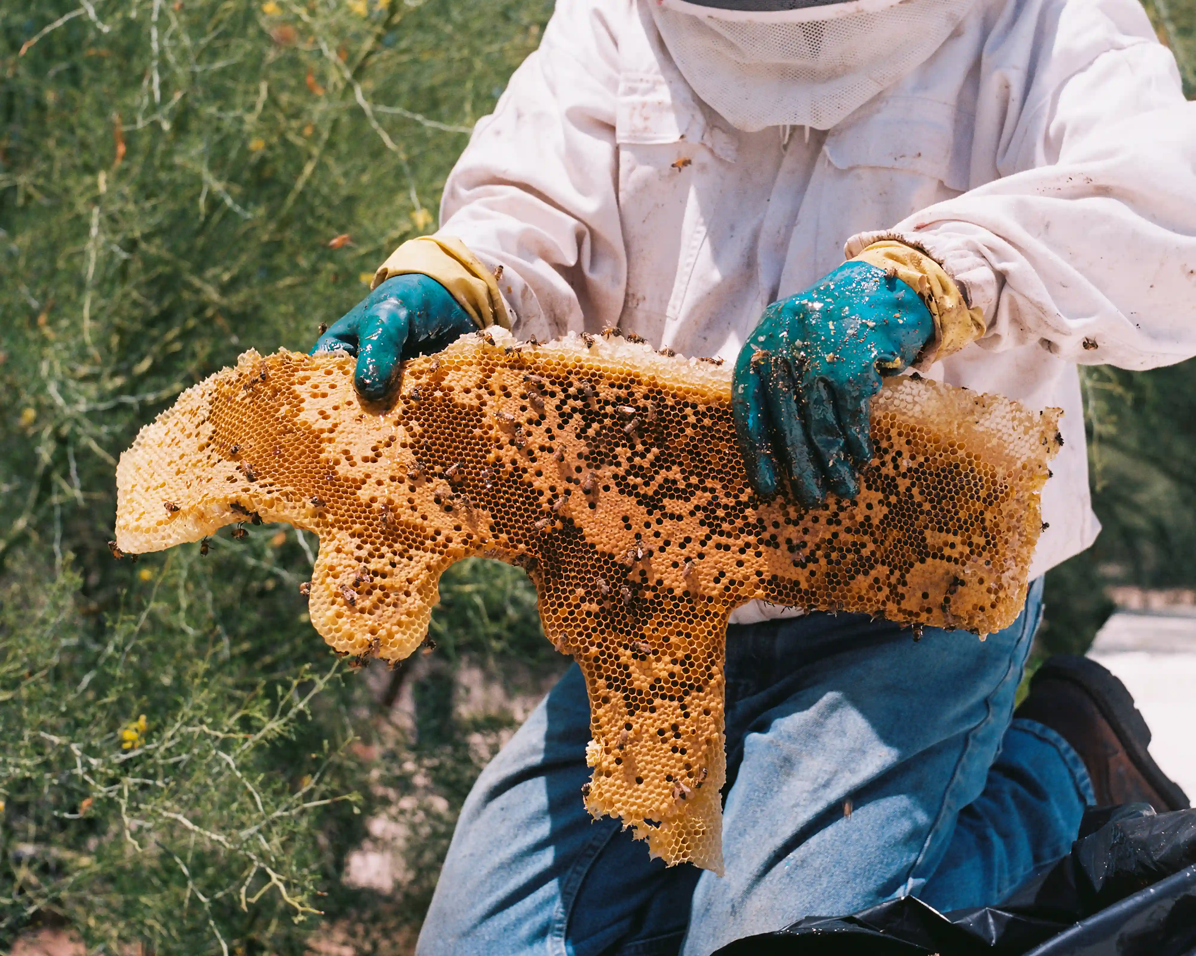 Close-up of bees on a hive